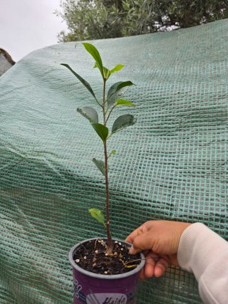 Planta Ficus