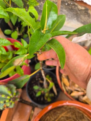 Planta Ficus