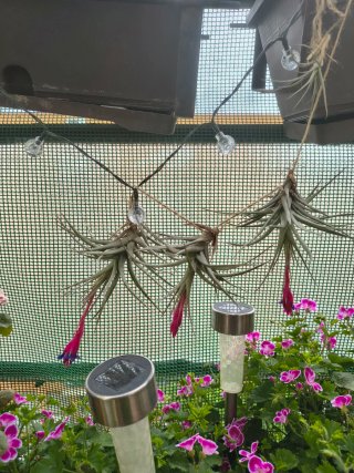 Tillandsia aeranthos