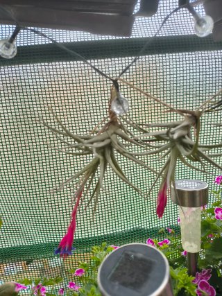 Tillandsia aeranthos