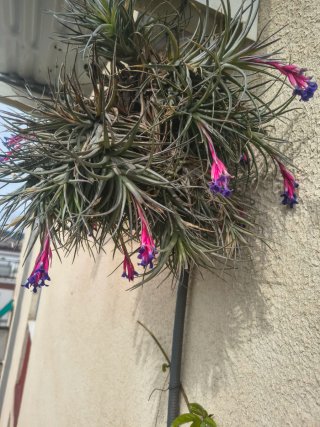 Tillandsia aeranthos