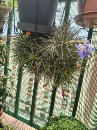 Tillandsia aeranthos