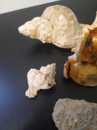 Caracolas y fósiles marinos