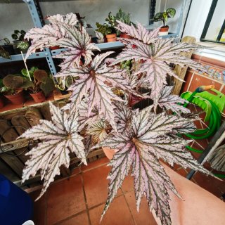 Begonia Benitochiba Purpurea