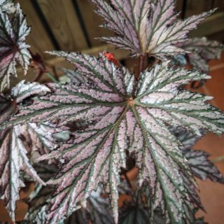 Begonia Benitochiba Purpurea