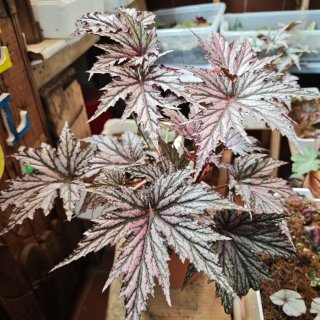 Begonia Benitochiba Purpurea