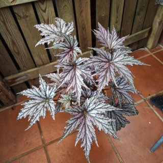 Begonia Benitochiba Purpurea