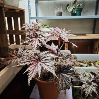 Begonia Benitochiba Purpurea