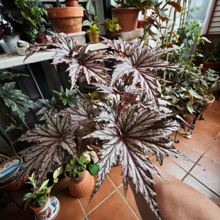Begonia Benitochiba Purpurea