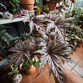Begonia Benitochiba Purpurea