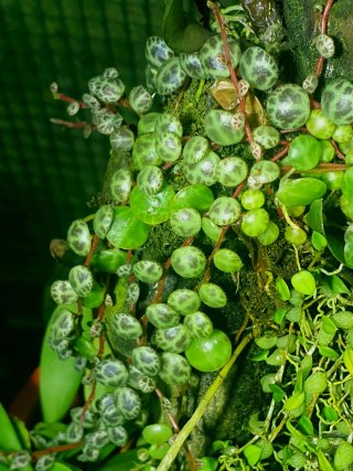 Pack 10 Plantas Terrario a Elegir