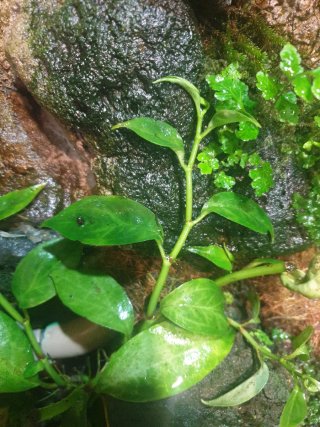 Pack 10 Plantas Terrario a Elegir