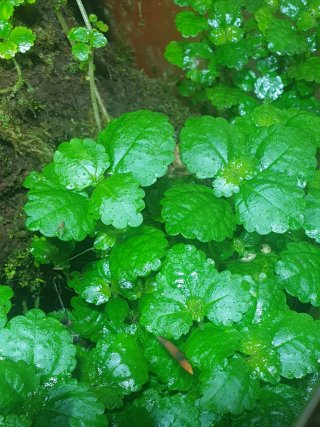 Pack 10 Plantas Terrario a Elegir