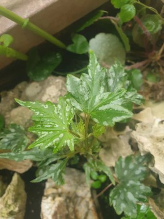Pack 10 Plantas Terrario a Elegir