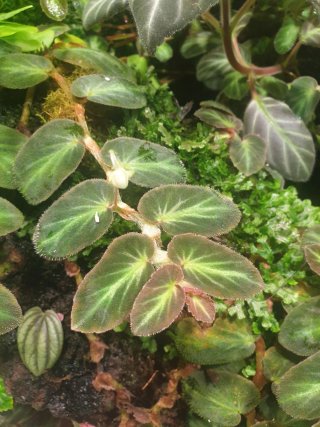 Pack 10 Plantas Terrario a Elegir