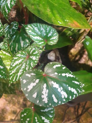 Pack 10 Plantas Terrario a Elegir