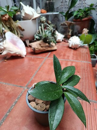 Hoya Carnosa Planta Pequeña
