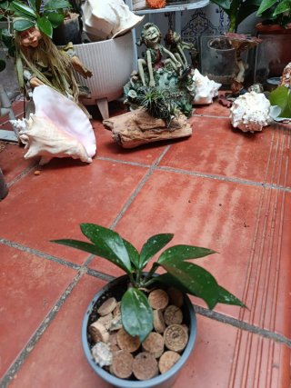 Hoya Carnosa Planta Pequeña