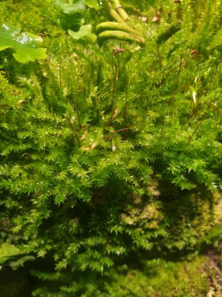 Pack 15 plantas terrario + 1 sorpresa