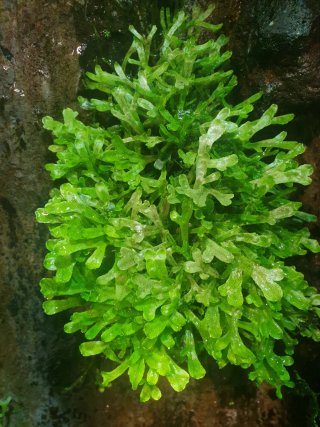 Pack 15 plantas terrario + 1 sorpresa