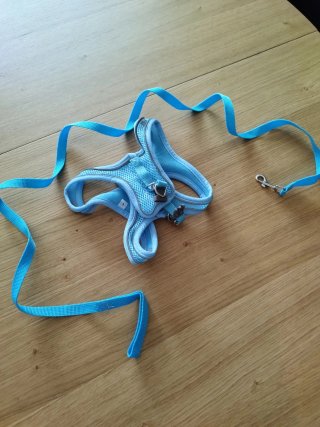 Pettorina e guinzaglio per cani/gatti Taglia L