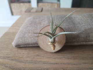 Clavel del aire con soporte Planta natural