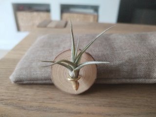 Clavel del aire con soporte Planta natural