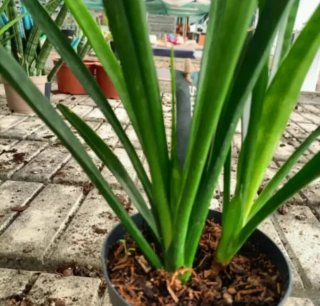 Talea Sanseveria Kirkii Friends