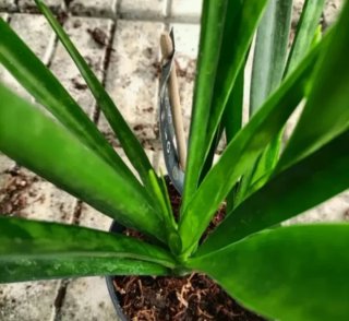 Talea Sanseveria Kirkii Friends