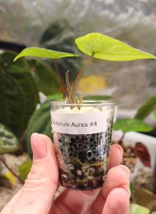 Alocasia Scalprum Aurea