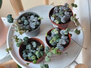 Ceropegia Woodi