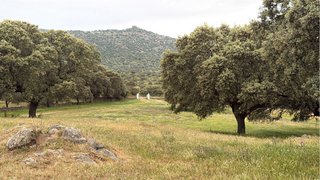 Finca de dehesa