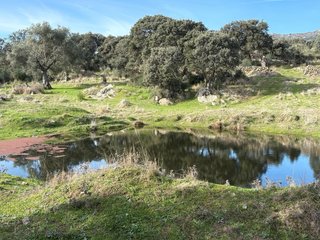 Finca de dehesa