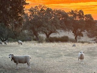 Finca de dehesa