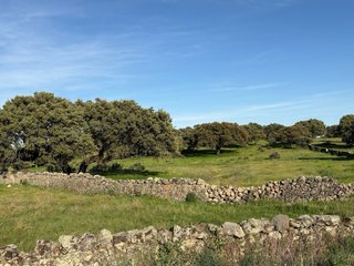 Finca de dehesa