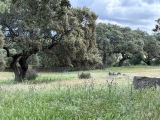 Finca de dehesa