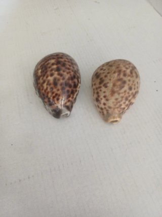 Coppia Conchiglie Cauri Giganti Cypraea Tigris