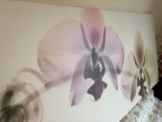 Cuadro Orquídeas Horizontal 140x57