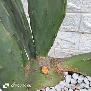 Opuntia Fico d'India Grande con Frutti