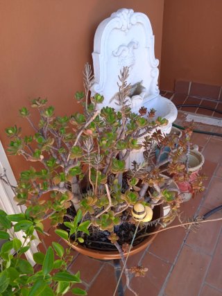 Planta Jade con macetero y pie