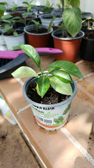 Limonero Lunero y Mandarino
