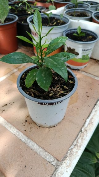Limonero Lunero y Mandarino