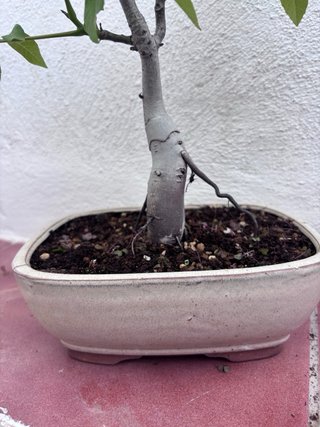 Bonsái Castaño