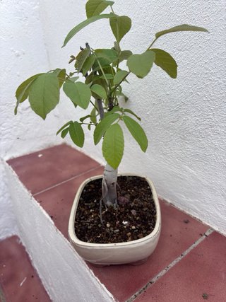 Bonsái Castaño