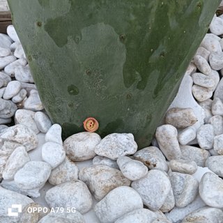 Talea Fico Dindia Siciliano