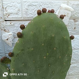 Talea Fico Dindia Siciliano