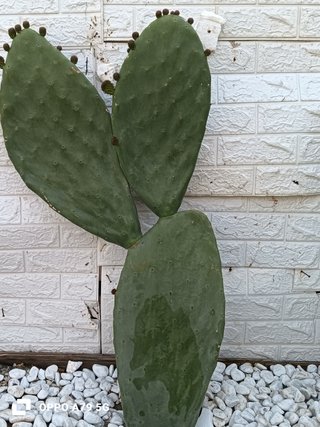 Talea Fico Dindia Siciliano