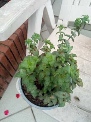 Planta suculenta Crassula perforata