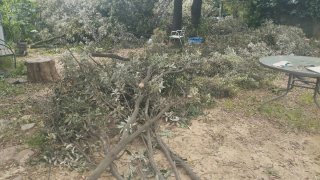 Regalo ramas de encina
