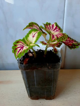 Planta de interior Coleus